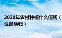 2020年农村种植什么值钱（2024年08月02日在农村种植什么最赚钱）