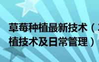 草莓种植最新技术（2024年08月04日草莓种植技术及日常管理）