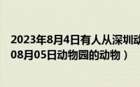 2023年8月4日有人从深圳动物园驯走了一只老虎（2024年08月05日动物园的动物）