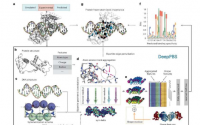 研究人员开发出可预测蛋白质-DNA结合准确性的人工智能模型
