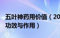 五叶神药用价值（2024年08月17日五叶神的功效与作用）