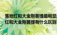 落地红和大金刚菩提最明显的区别（2024年08月17日落地红和大金刚菩提有什么区别）