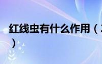 红线虫有什么作用（2024年08月19日红线虫）