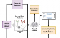 新模型有助于预测蛋白质动态特征