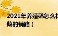 2021年养殖鹅怎么样（2024年08月24日养鹅的销路）