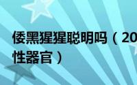 倭黑猩猩聪明吗（2024年09月05日倭黑猩猩性器官）