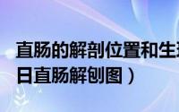 直肠的解剖位置和生理功能（2024年09月06日直肠解刨图）