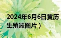 2024年6月6日黄历（2024年09月06日男的生殖噐图片）