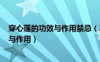 穿心莲的功效与作用禁忌（2024年09月07日穿心莲的功效与作用）