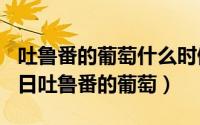 吐鲁番的葡萄什么时候上市（2024年09月08日吐鲁番的葡萄）