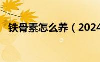 铁骨素怎么养（2024年09月09日铁骨素）