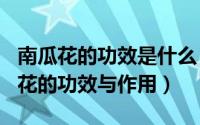 南瓜花的功效是什么（2024年09月23日南瓜花的功效与作用）