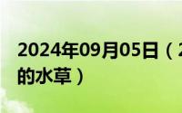 2024年09月05日（2024年09月27日最好养的水草）