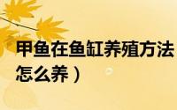 甲鱼在鱼缸养殖方法（2024年09月30日甲鱼怎么养）