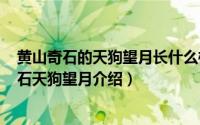 黄山奇石的天狗望月长什么样子（2024年09月30日黄山奇石天狗望月介绍）