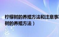 柠檬树的养殖方法和注意事项视频（2024年10月01日柠檬树的养殖方法）