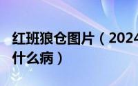 红班狼仓图片（2024年10月06日红班狼仓是什么病）