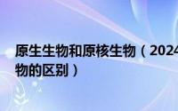 原生生物和原核生物（2024年10月06日原生生物与原核生物的区别）