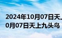 2024年10月07日天上九头鸟好吗（2024年10月07日天上九头鸟）