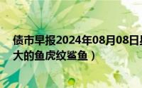 债市早报2024年08月08日星期四（2024年10月08日鱼好大的鱼虎纹鲨鱼）