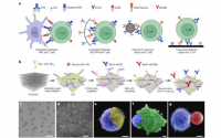 平台将氧化石墨烯与抗体相结合以增强CAR-T细胞疗法