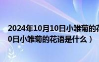 2024年10月10日小雏菊的花语是什么寓意（2024年10月10日小雏菊的花语是什么）