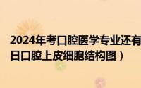 2024年考口腔医学专业还有前途吗为什么（2024年10月11日口腔上皮细胞结构图）