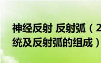 神经反射 反射弧（2024年10月11日神经系统及反射弧的组成）