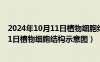 2024年10月11日植物细胞结构示意图详解（2024年10月11日植物细胞结构示意图）