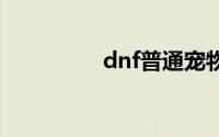 dnf普通宠物宝珠叫什么